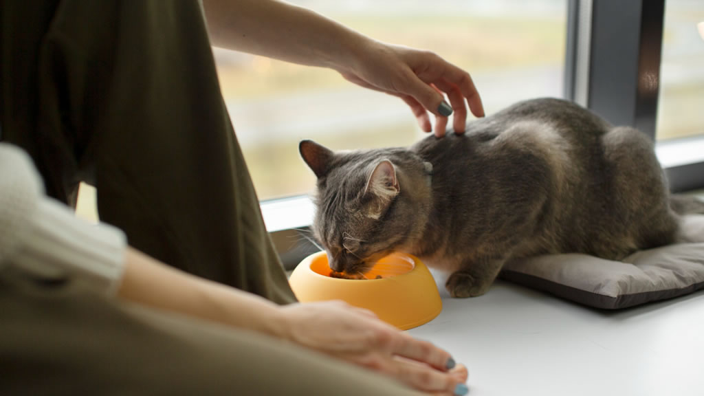 Los gatos toleran la suplementación diaria con cannabidiol a largo plazo
