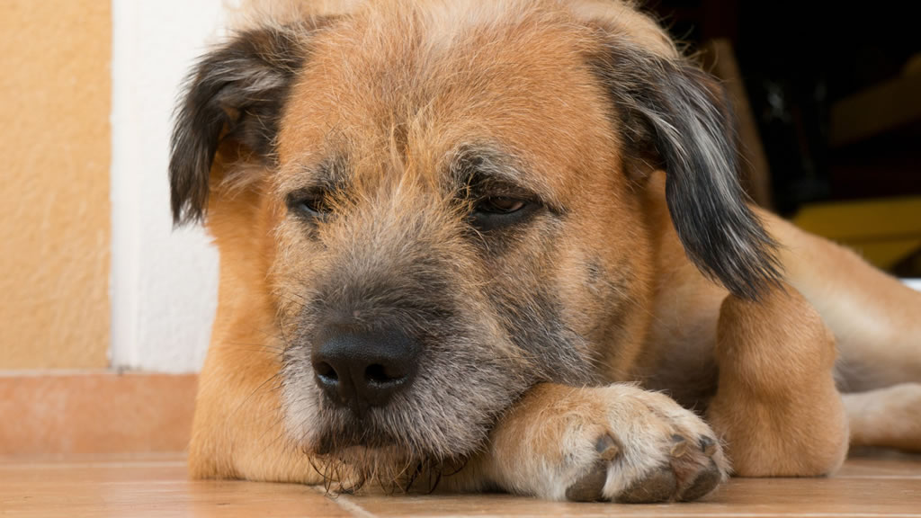 Estas 11 posturas indican que tu perro está triste