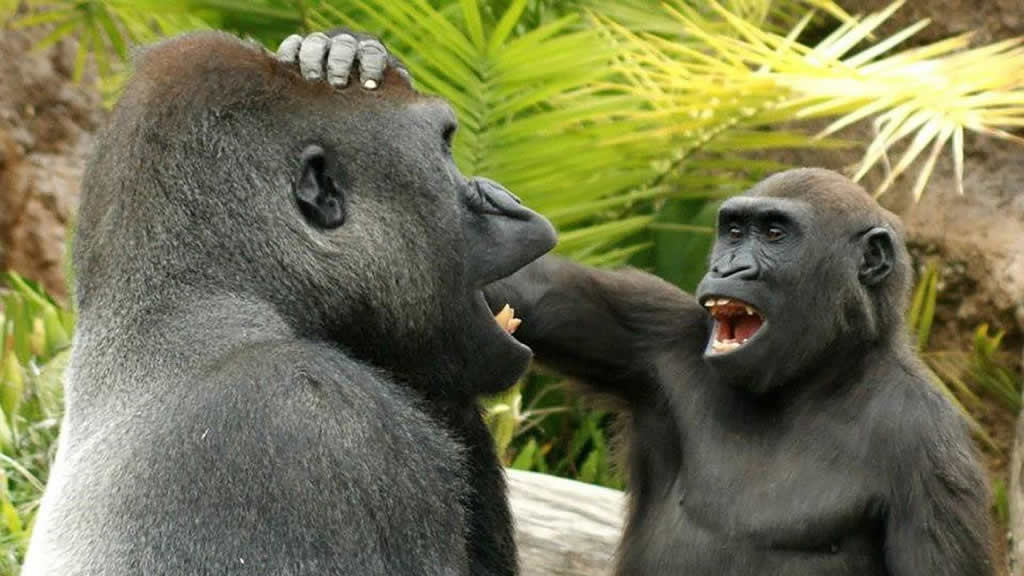 Los simios también tienen sentido del humor