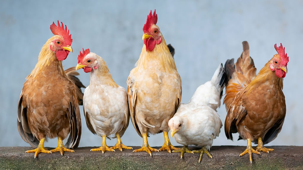 Datos sobre los pollos, gallos y gallinas que te sorprenderán