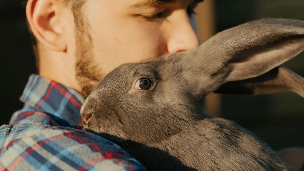 Razones perfectas para adoptar un conejo
