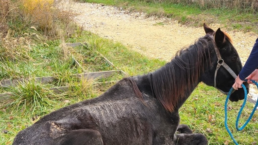 Maltrato animal: La crueldad de dejar a los caballos atados al sol