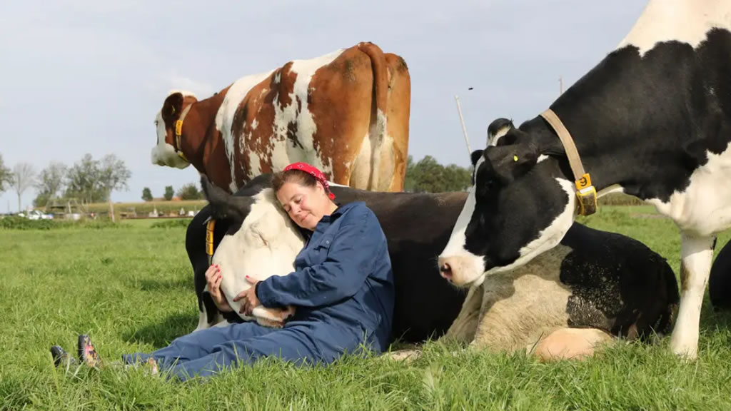 10 datos curiosos sobre las vacas
