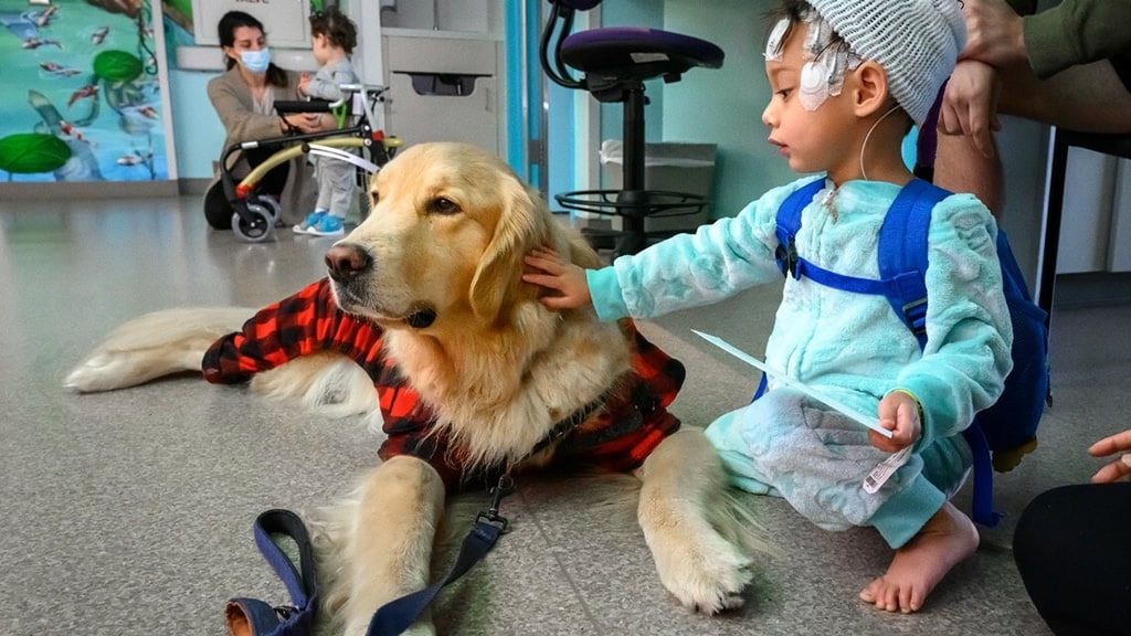 Así es como la presencia de perros en los hospitales infantiles puede transformar la experiencia médica de los niños