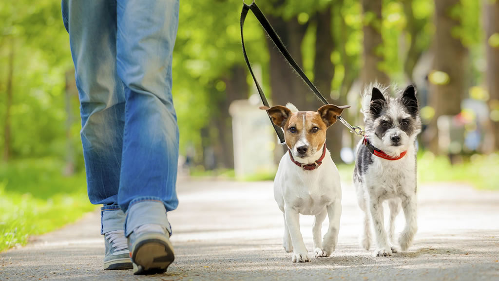 La importancia de pasear a nuestros perros, aunque tengamos patio en casa