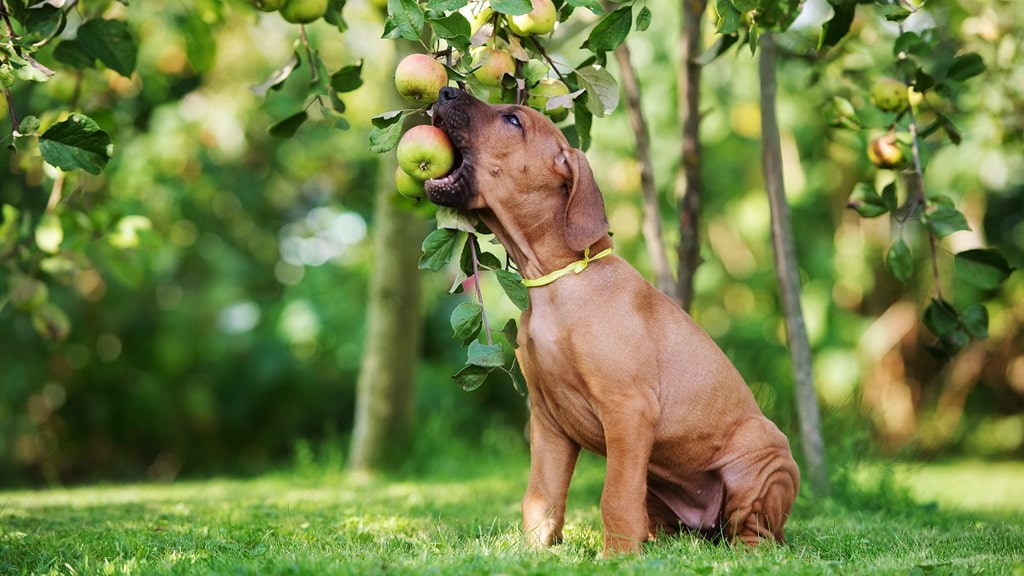 Frutas y verduras prohibidas para perros