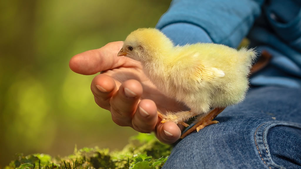 ¿Por qué nos desconectamos emocionalmente de los pollos?