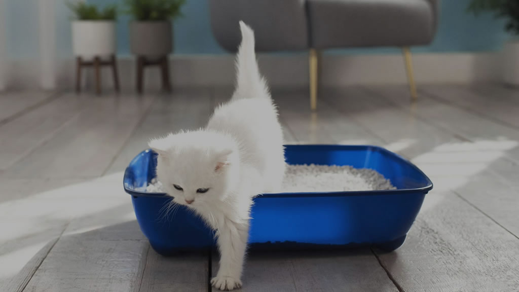 Evita los malos olores: ¿cada cuánto hay que cambiar la arena de la caja del gato?