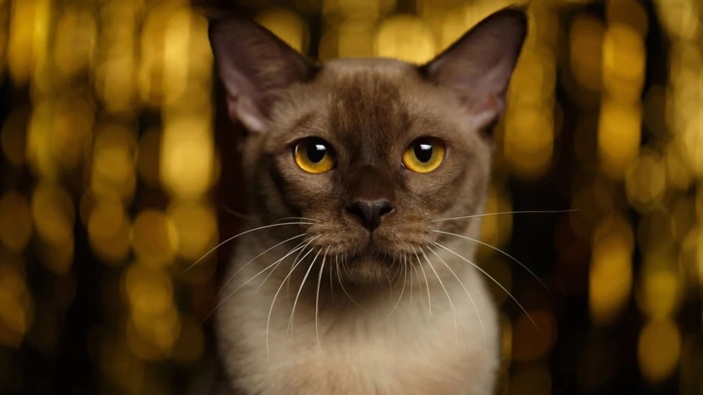 Longevidad felina: estas son las razas de gatos que viven más años