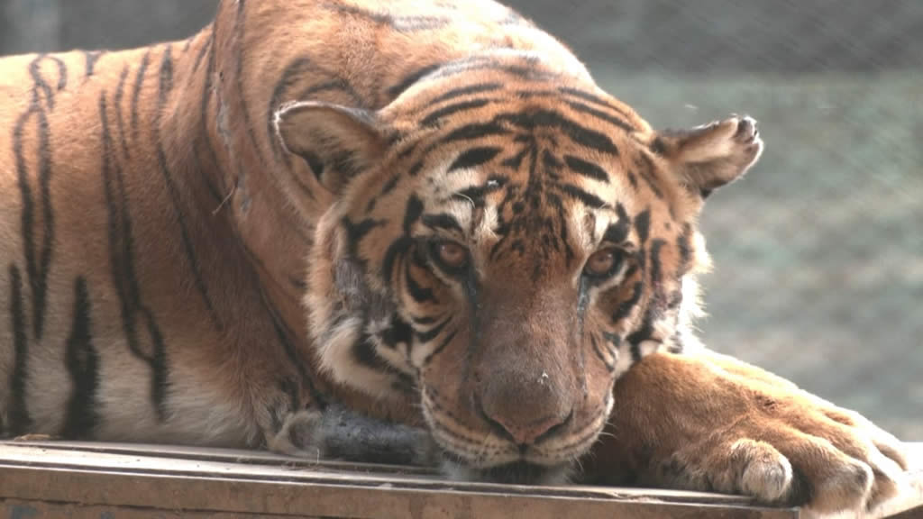 Zoo Luján: trasladarán a la India a unos 60 felinos